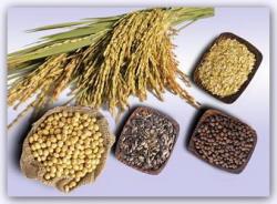 Rice / Lentils